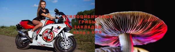 ГАЛЛЮЦИНОГЕННЫЕ ГРИБЫ Дмитриев